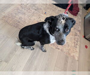 Mutt Dogs for adoption in Ogden, UT, USA