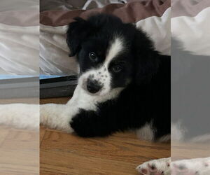 Australian Shepherd-Collie Mix Dogs for adoption in Brooklyn, NY, USA