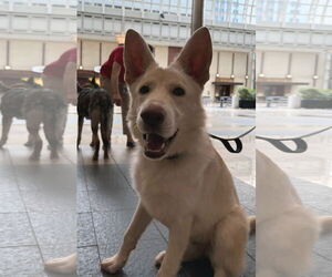 German Shepherd Dog Dogs for adoption in La Grange , NC, USA