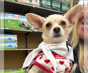 Chihuahua-Unknown Mix Dogs for adoption in Cranston, RI, USA