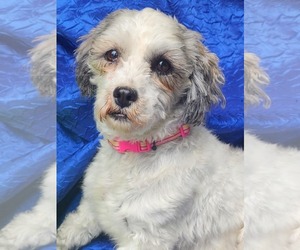 Havashu Dogs for adoption in Cuba, NY, USA