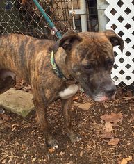 Boxer-Unknown Mix Dogs for adoption in Rockaway, NJ, USA