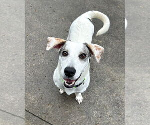 Beagle-Unknown Mix Dogs for adoption in Rockaway, NJ, USA