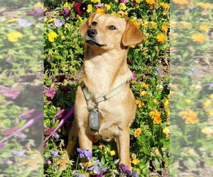 Dachshund-Unknown Mix Dogs for adoption in Raleigh, NC, USA