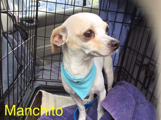 Chihuahua Dogs for adoption in Maquoketa, IA, USA