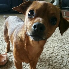 Chiweenie Dogs for adoption in Reeds, MO, USA