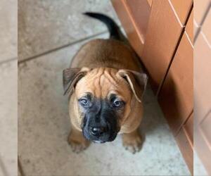 Bulldog Dogs for adoption in Austin, TX, USA