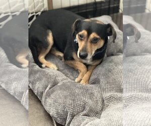 Meagle Dogs for adoption in Dana Point, CA, USA