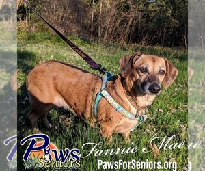 Doxle Dogs for adoption in Bealeton, VA, USA