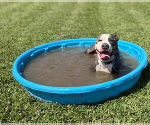 American Pit Bull Terrier-Unknown Mix Dogs for adoption in Virginia Beach, VA, USA