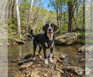 Bernese Mountain Dog-Unknown Mix Dogs for adoption in Vail, AZ, USA