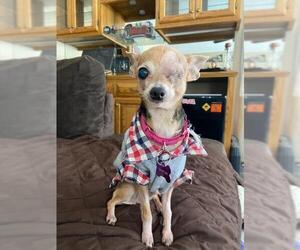 Chihuahua Dogs for adoption in Crystal , MN, USA