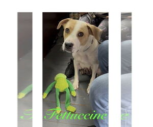 Great Pyrenees-Unknown Mix Dogs for adoption in Mooresville, NC, USA