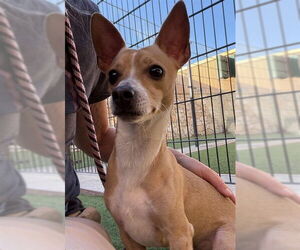 Fox Terrier (Toy)-Unknown Mix Dogs for adoption in Sacramento, CA, USA