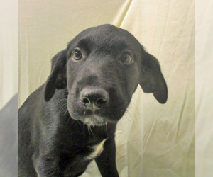 Labrador Retriever Dogs for adoption in Fayetteville, TN, USA