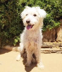 Maltese Dogs for adoption in Albuquerque, NM, USA