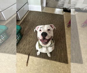 American Bandogge mastiff Dogs for adoption in Rochester, NY, USA