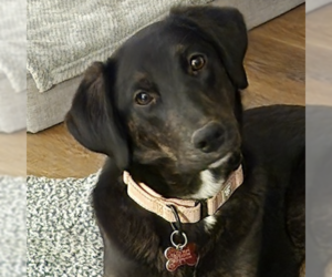 Mutt Dogs for adoption in Boston, MA, USA