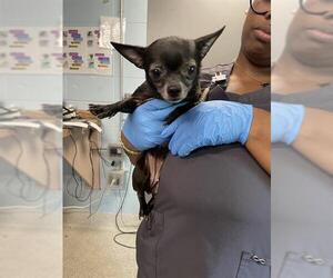 Chihuahua-Unknown Mix Dogs for adoption in Tallahassee, FL, USA