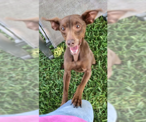 Miniature Pinscher Dogs for adoption in Weston, FL, USA