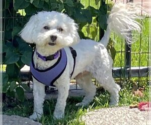 Maltipoo Dogs for adoption in Placentia, CA, USA