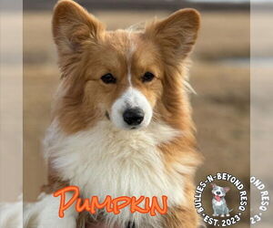 Pembroke Welsh Corgi Dogs for adoption in Omaha, NE, USA