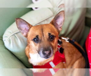 Chiweenie Dogs for adoption in Mundelein, IL, USA