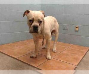 Bull-Boxer Dogs for adoption in Downey, CA, USA