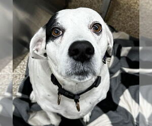 German Shorthaired Pointer-Unknown Mix Dogs for adoption in Martinsburg, WV, USA