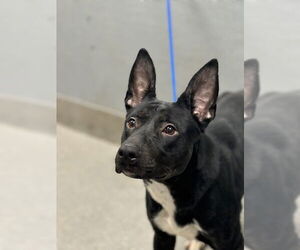 German Shepherd Dog-Unknown Mix Dogs for adoption in Las Vegas, NV, USA