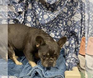 French Bulldog Dogs for adoption in Modesto, CA, USA
