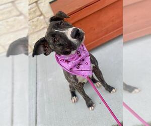 American Pit Bull Terrier-Bull Terrier Mix Dogs for adoption in Baytown, TX, USA