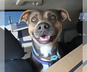 American Pit Bull Terrier-Unknown Mix Dogs for adoption in phoenix, AZ, USA