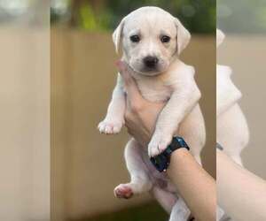 Labrador Retriever-Unknown Mix Dogs for adoption in Pompano Beach , FL, USA