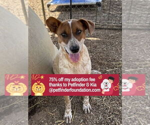 Mutt Dogs for adoption in Bolivar, MO, USA