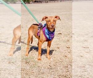 Black and Tan Coonhound-Labrador Retriever-Labrador Retriever Mix Dogs for adoption in Arlington, TX, USA