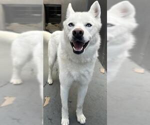 Medium Photo #1 Siberian Husky Puppy For Sale in Santa Cruz, CA, USA