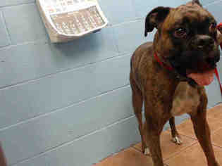 Boxer Dogs for adoption in Downey, CA, USA