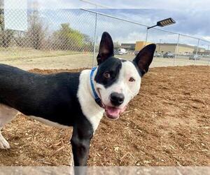 Border Collie-Unknown Mix Dogs for adoption in Denver, CO, USA