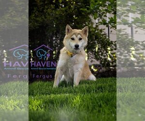 Shiba Inu Dogs for adoption in Omaha, NE, USA
