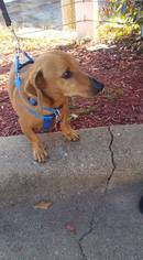 Medium Photo #1 Dachshund Puppy For Sale in South Weymouth, SC, USA