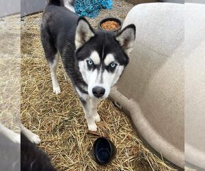 Siberian Husky Dogs for adoption in Aurora, IN, USA
