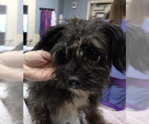 Mutt Dogs for adoption in Riverside, CA, USA