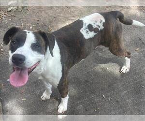 Pointer-Unknown Mix Dogs for adoption in Texas City, TX, USA