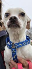 Medium Photo #1 Italian Greyhuahua Puppy For Sale in Landenberg, PA, USA