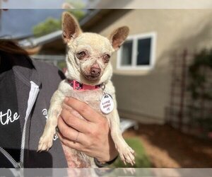 Chihuahua Dogs for adoption in  Ramona, CA, USA