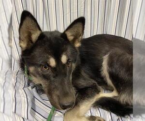 German Shepherd Dog-Unknown Mix Dogs for adoption in Modesto, CA, USA