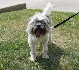 Shih Tzu Dogs for adoption in Mundelein, IL, USA