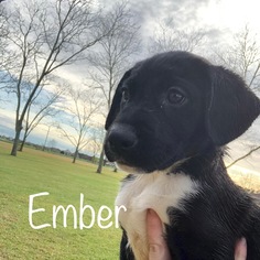 Lab-Pointer Dogs for adoption in Fairhope, AL, USA