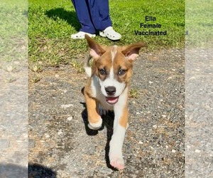 Mutt Dogs for adoption in Virginia Beach, VA, USA